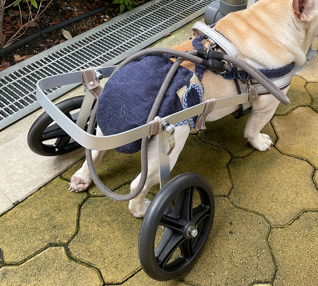 犬車椅子